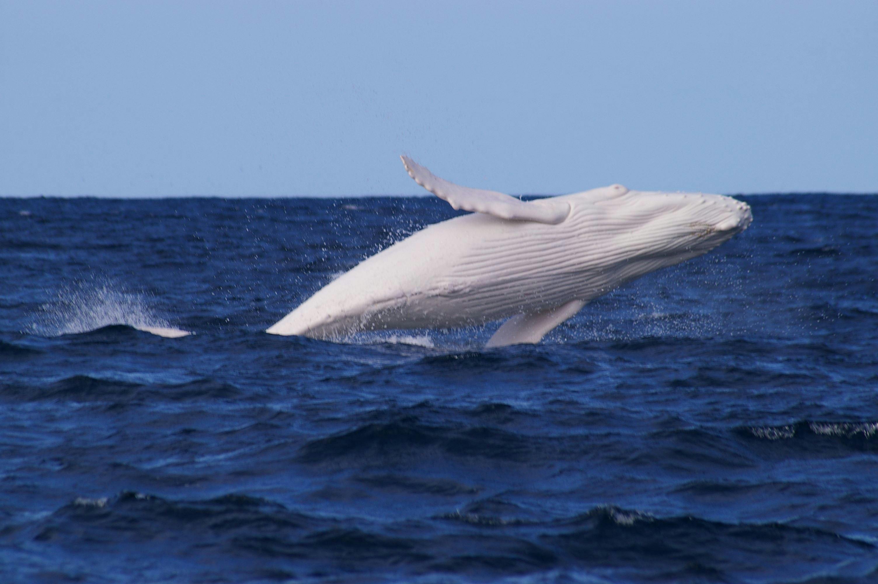 Narooma Charters and Montague Island Tours