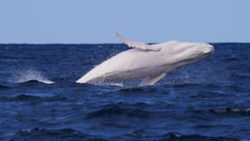 Narooma Charters and Barunguba Montague Island Tours