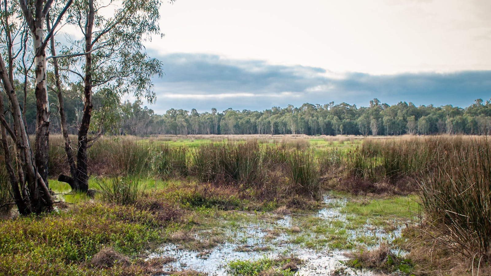 Gemmill Swamp Wildlife Reserve