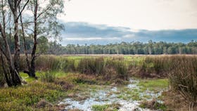 Gemmill Swamp