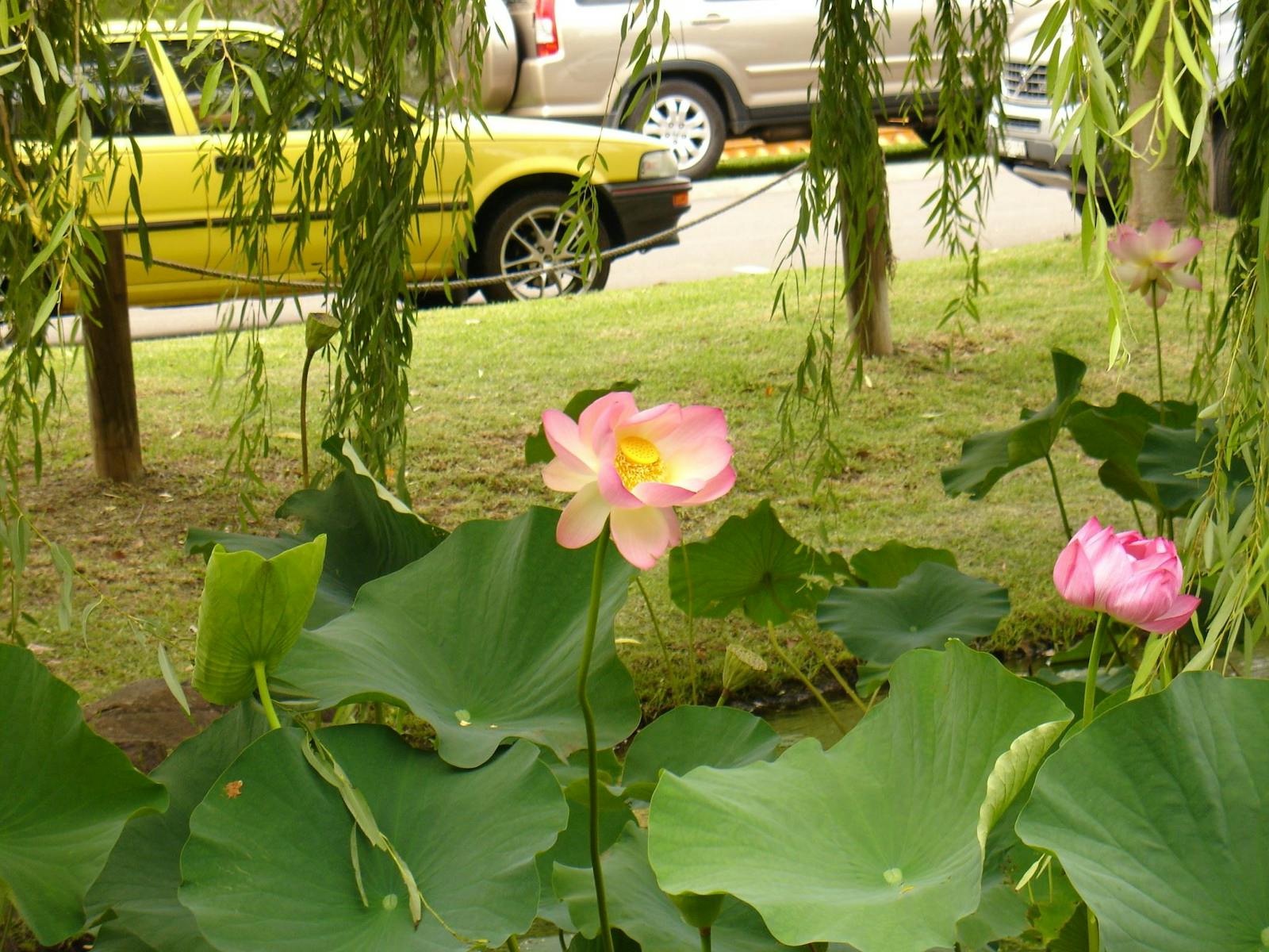 lotuses flowers