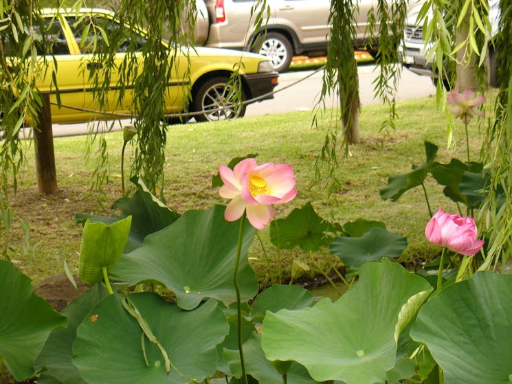 lotuses flowers