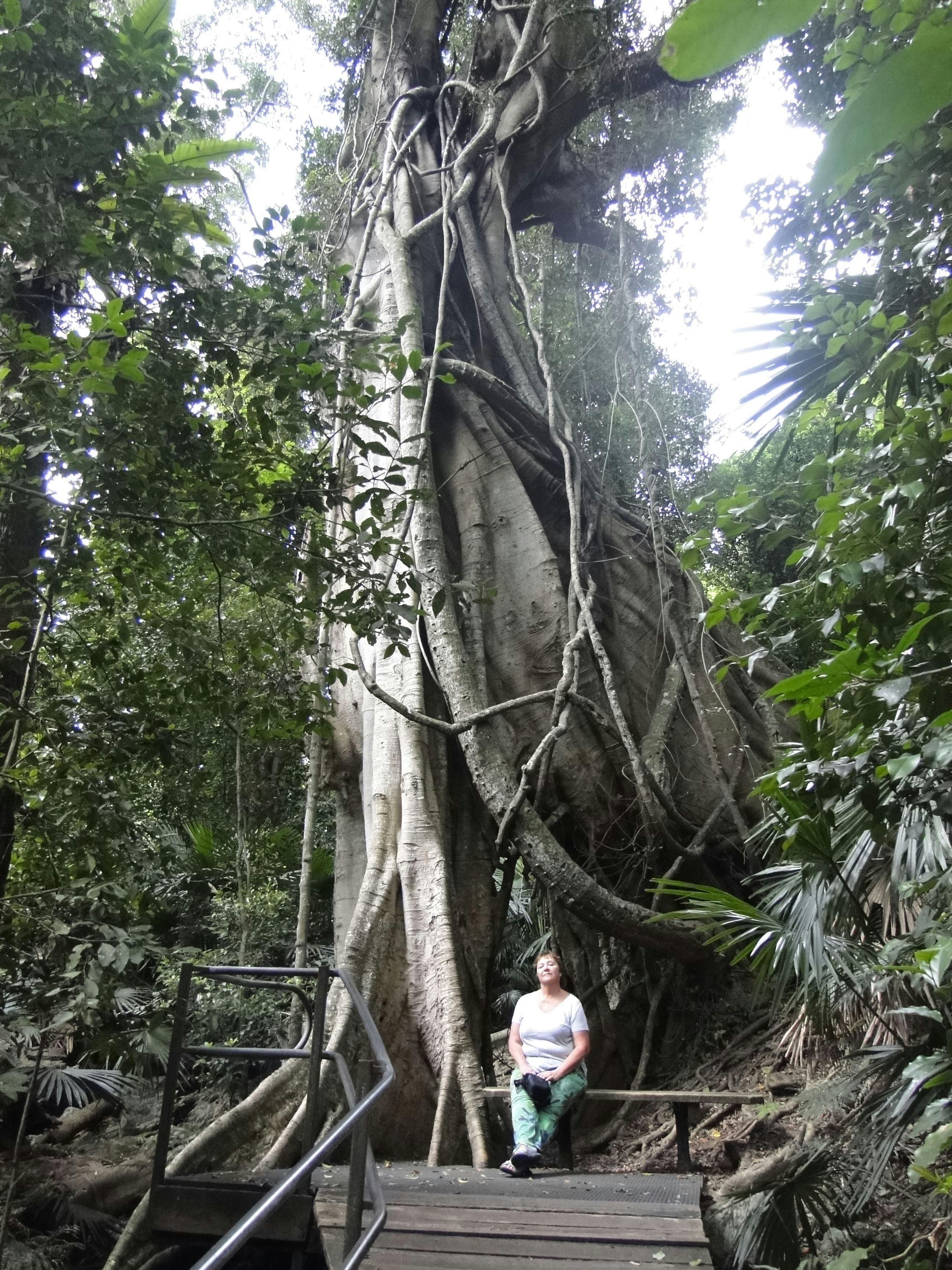 850 years old tree