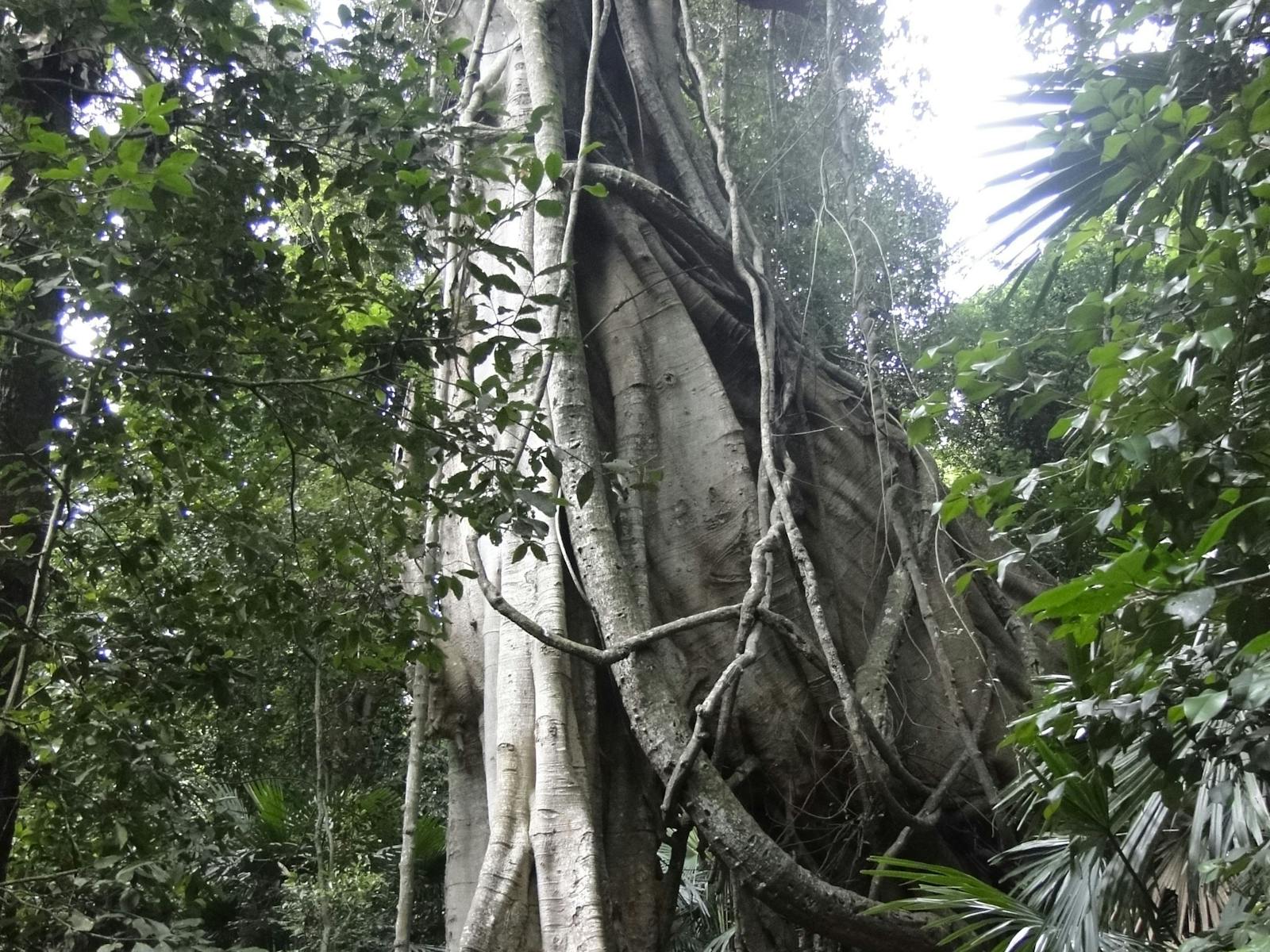 850 years old tree