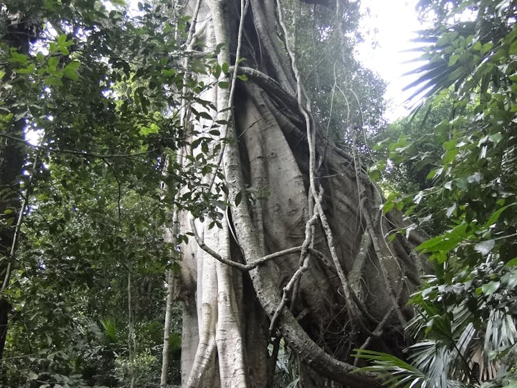 850 years old tree