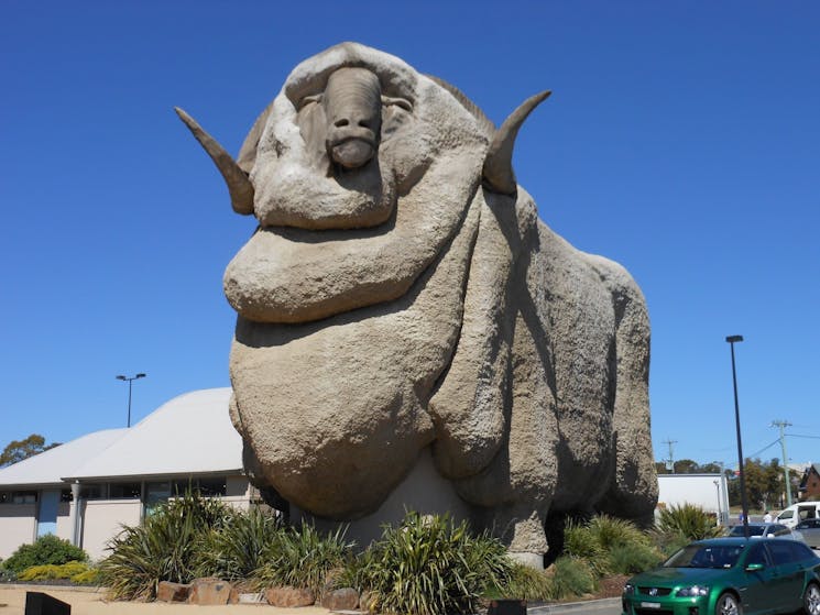 Big Merino