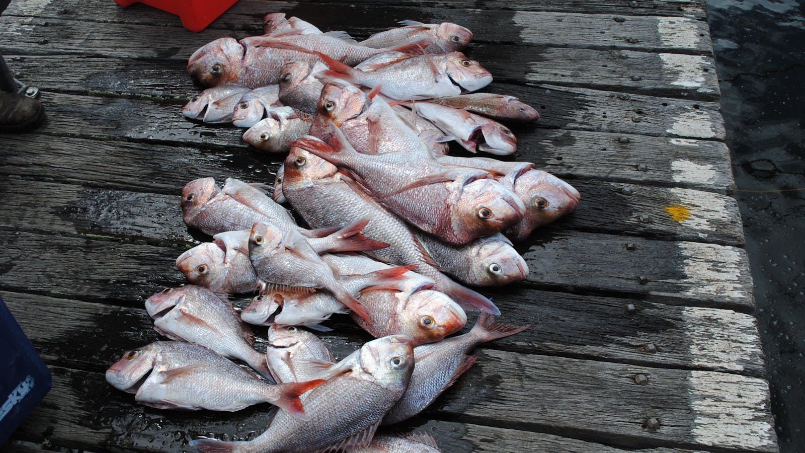 Batemans Bay Fishing