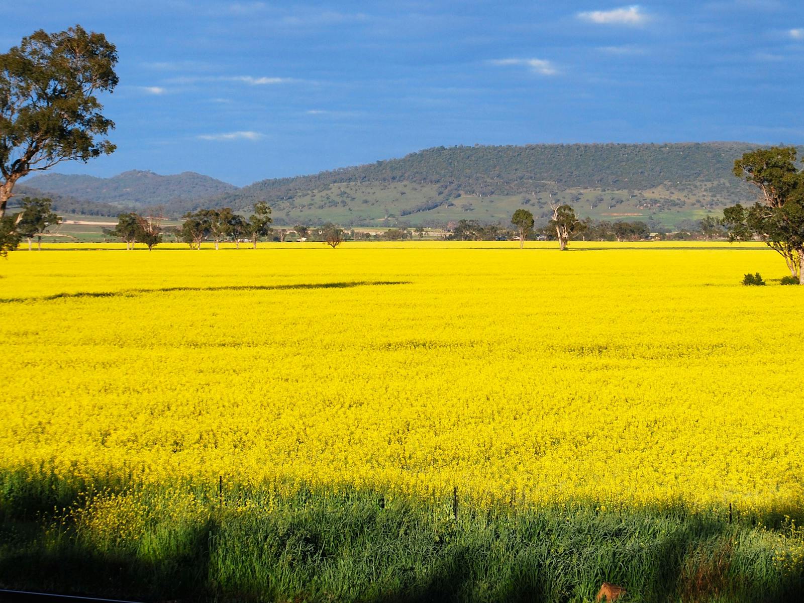Quirindi
