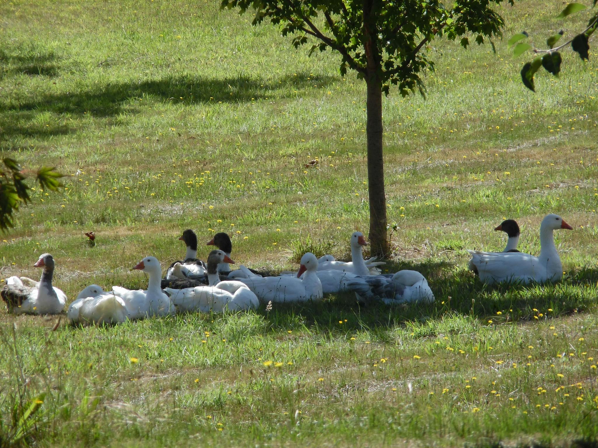 Geese