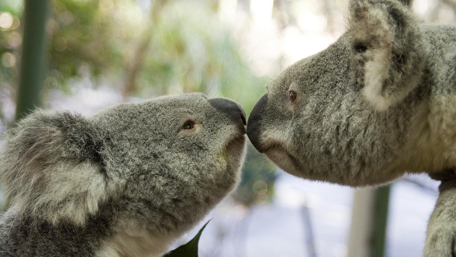 Jirrahlinga Koala and Wildlife Sanctuary