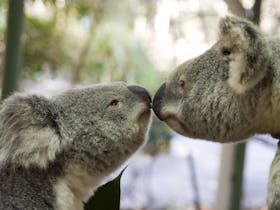 Jirrahlinga Koala and Wildlife Sanctuary