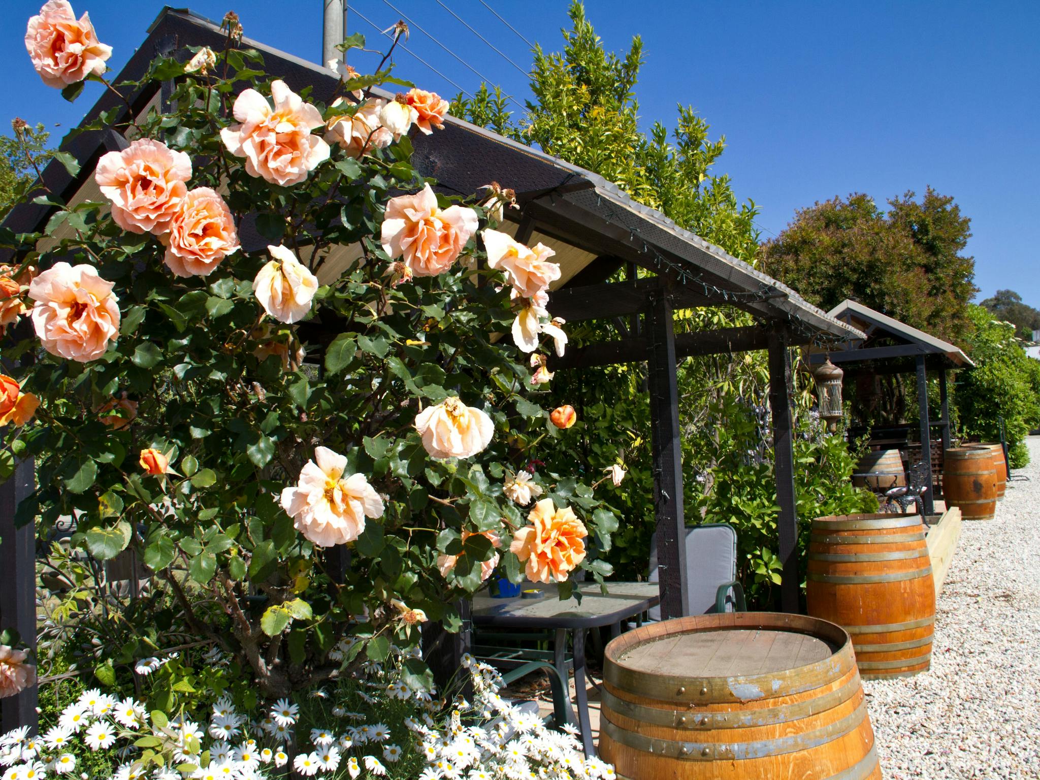 Snapshot of our gardens