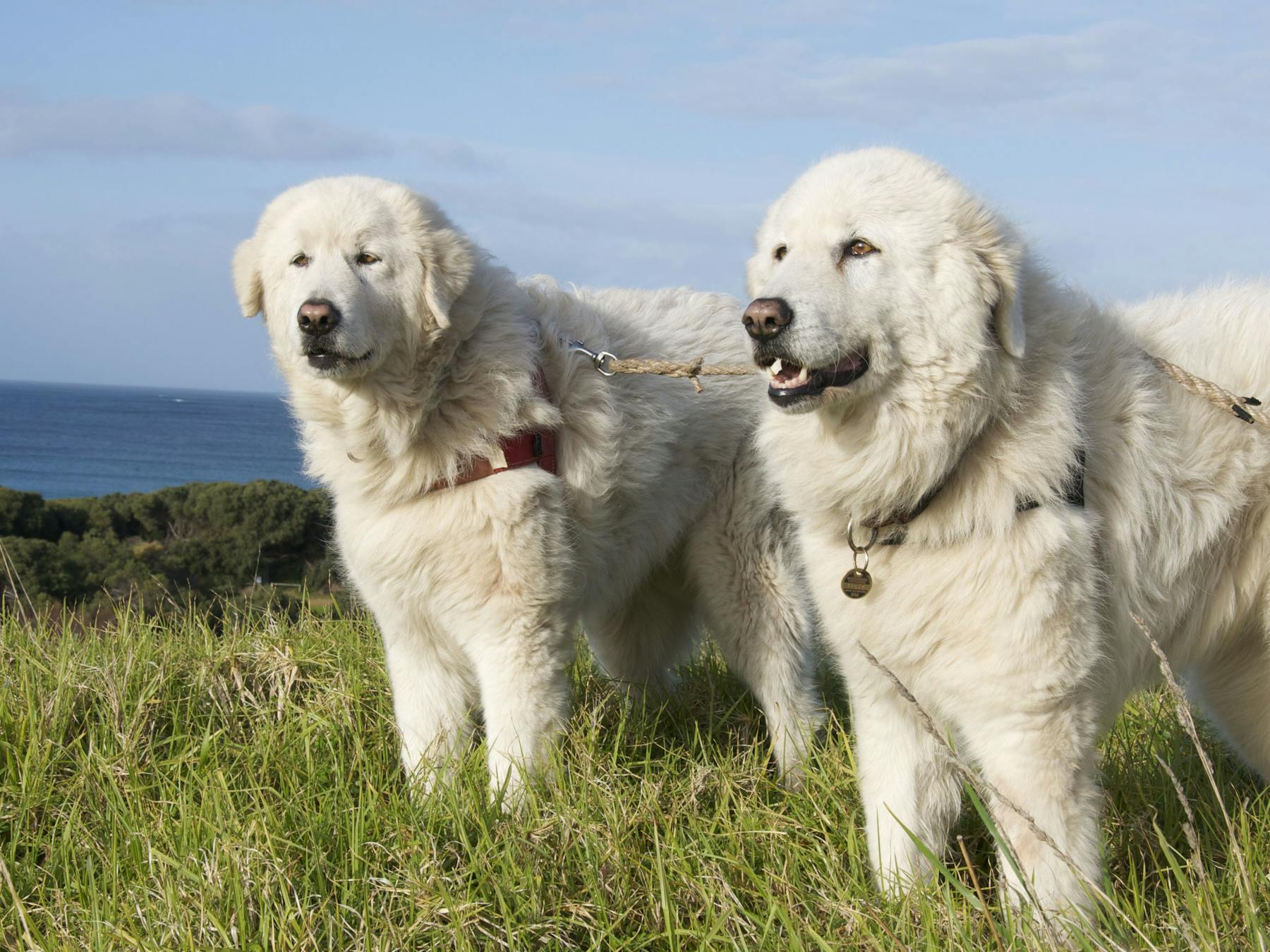 Home of Middle Island Maremma Project