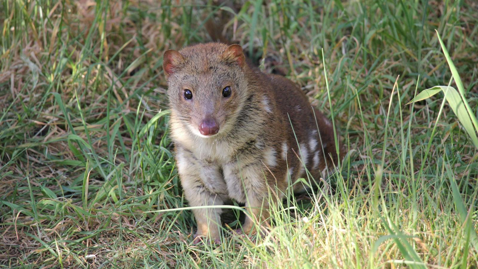 Tiger Quoll