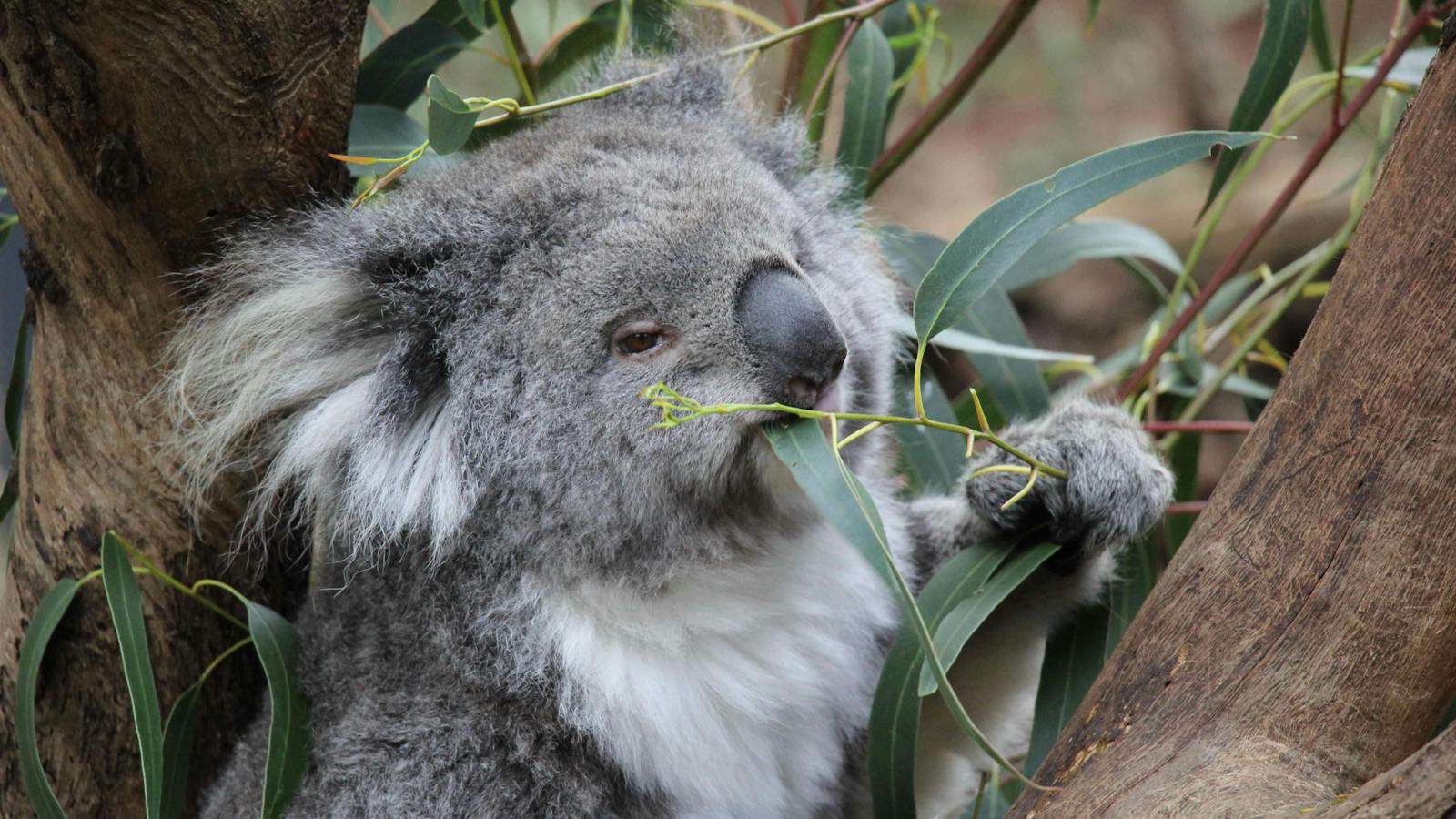 Koalas