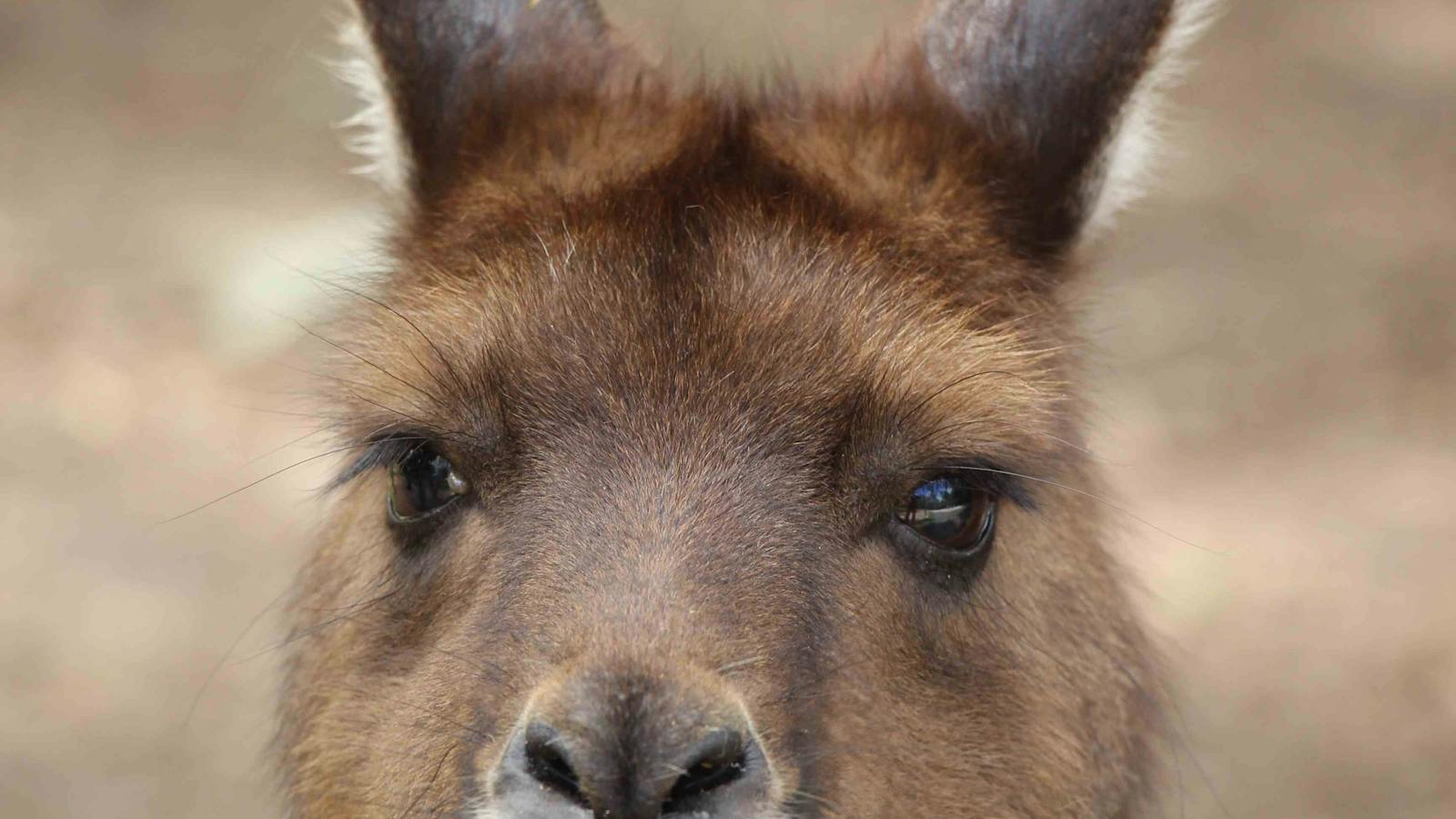 Wallaby