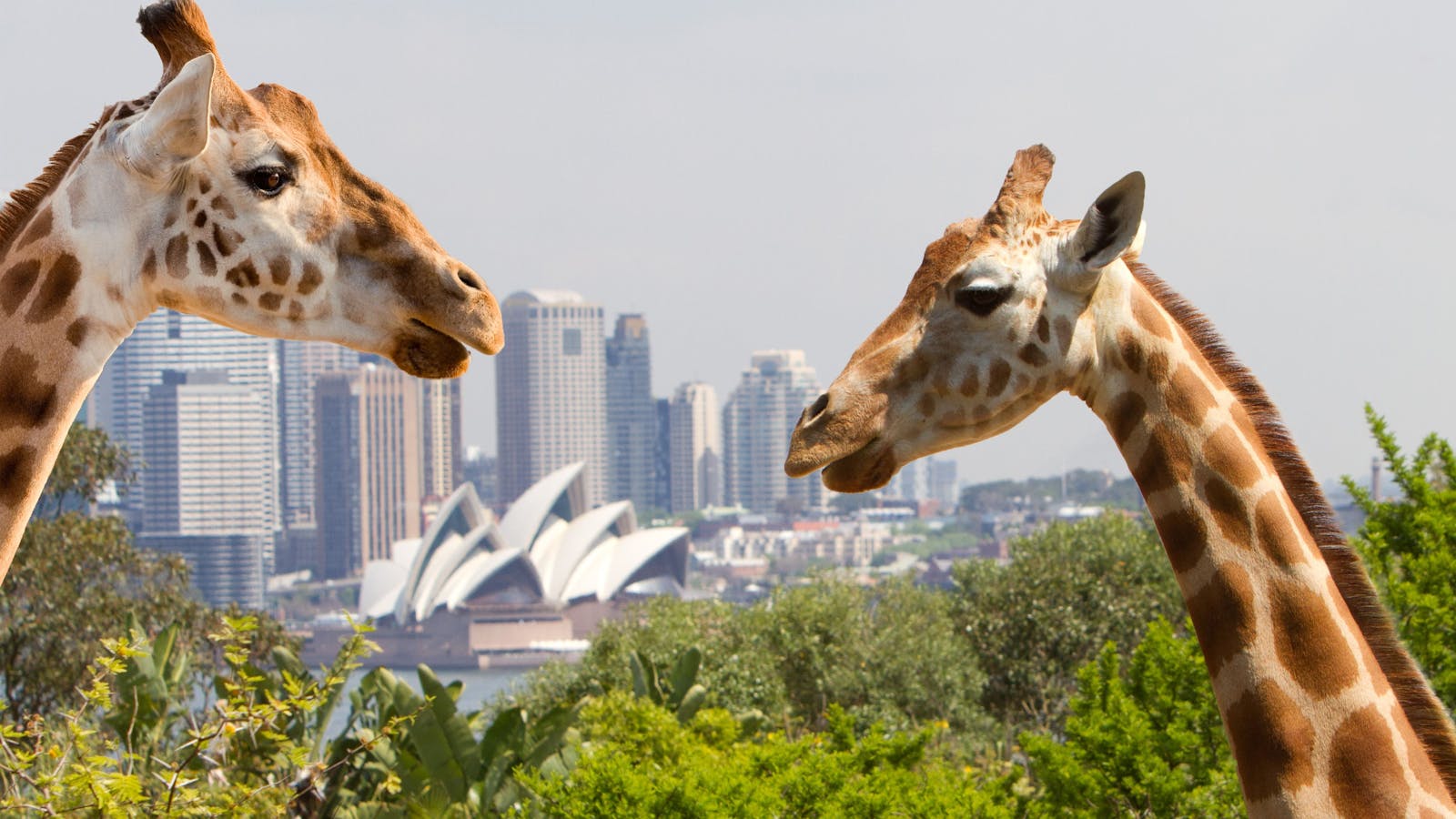 Taronga Zoo Sydney