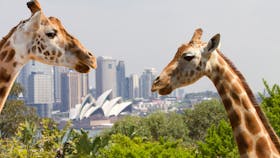 Taronga Zoo Sydney