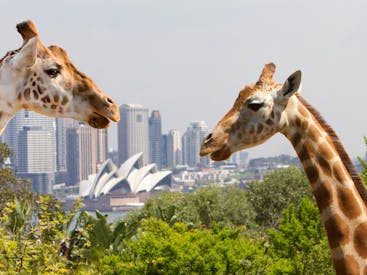 Taronga Zoo Sydney
