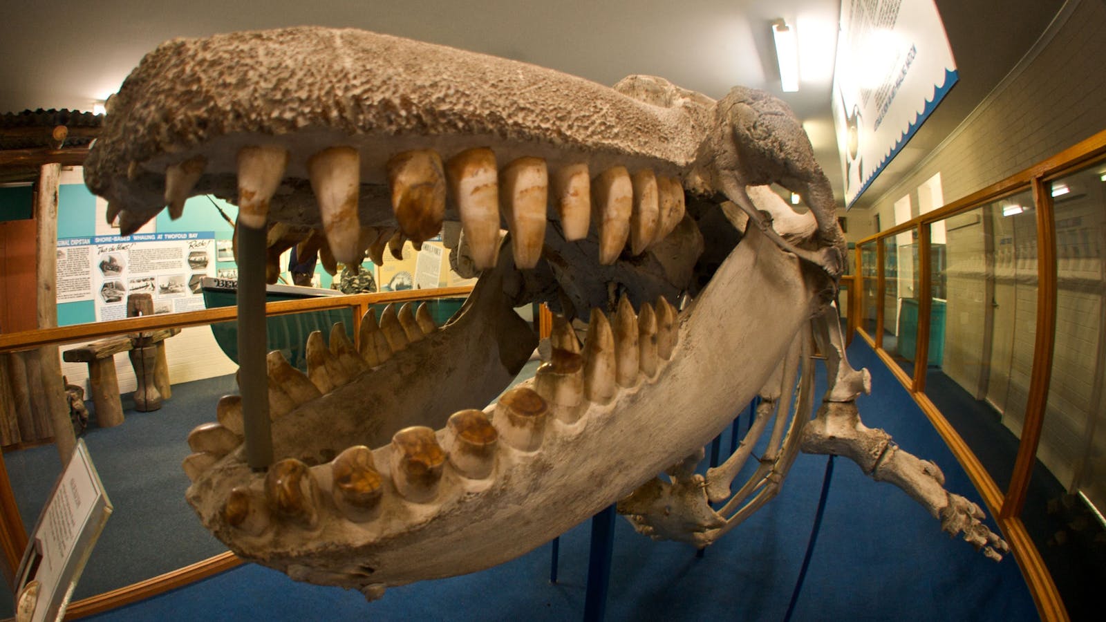 Eden Killer Whale Museum