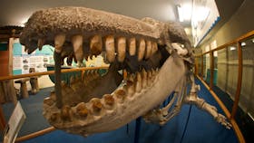Eden Killer Whale Museum