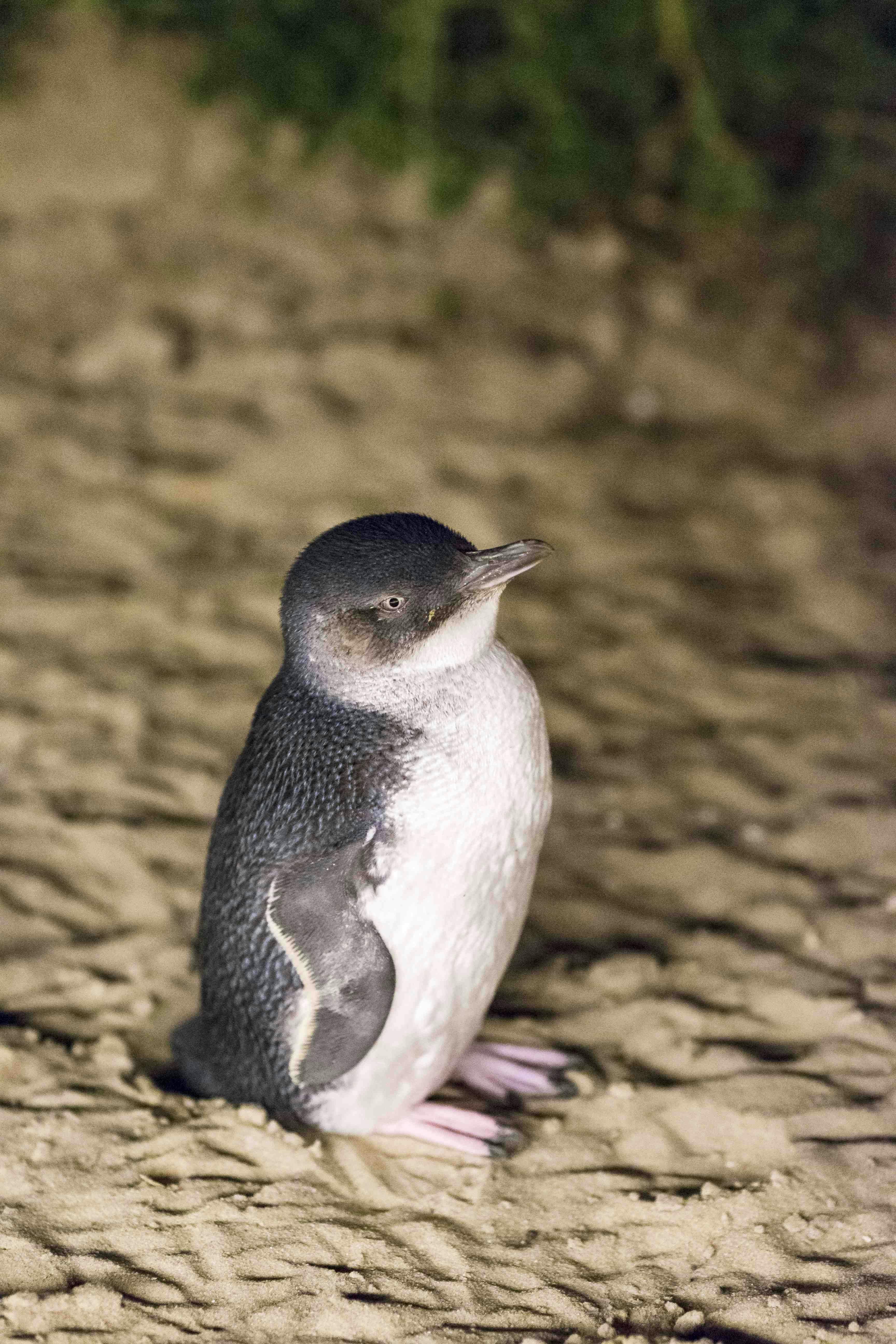 Phillip Island Day Tour