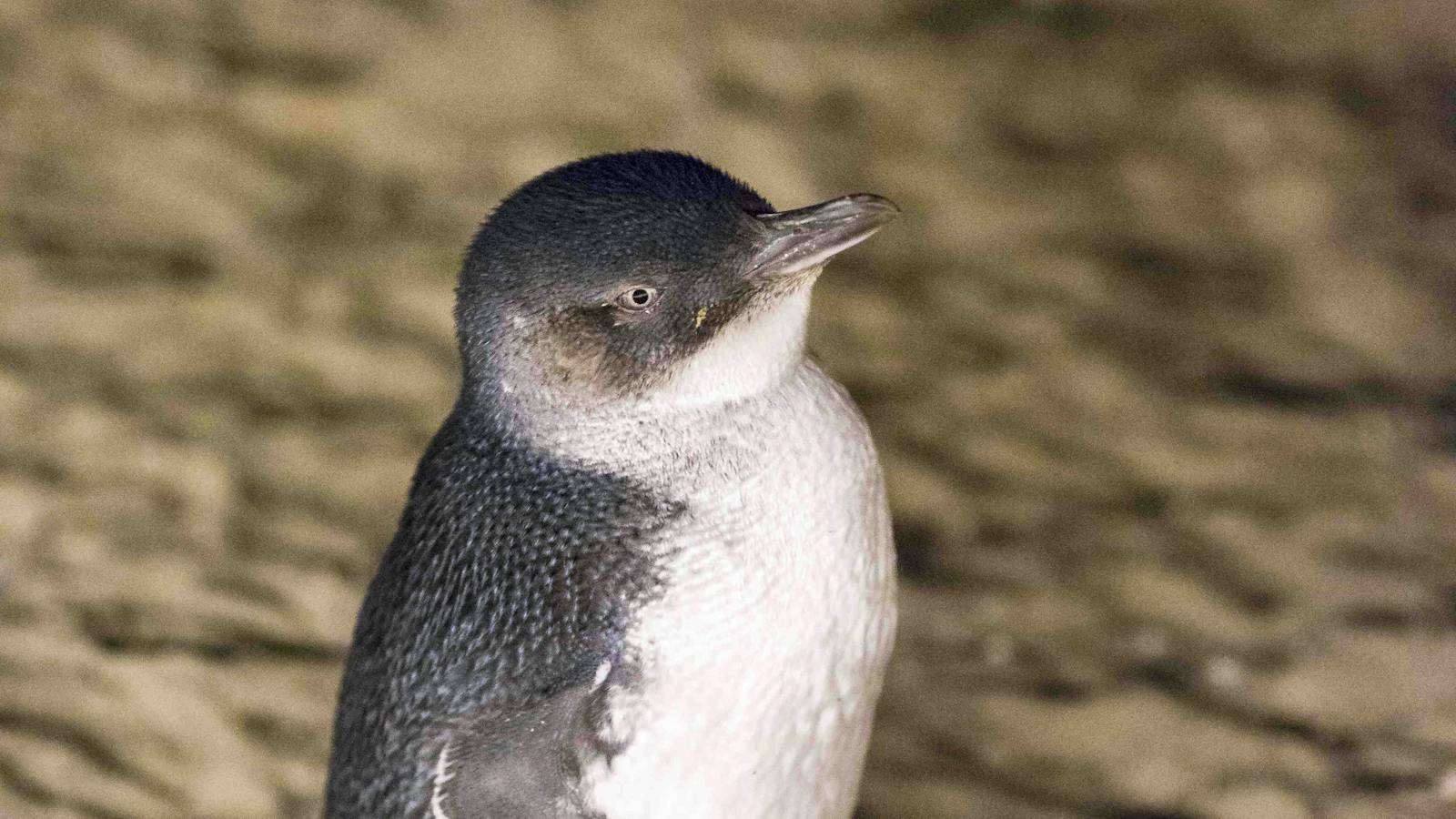 Penguin Parade