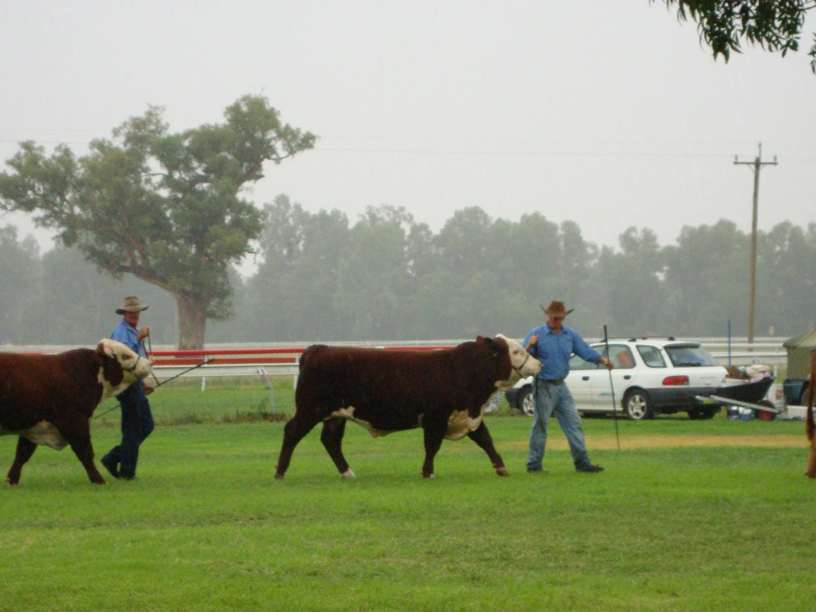 Gundagai Show cattle
