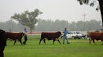 Gundagai Show cattle