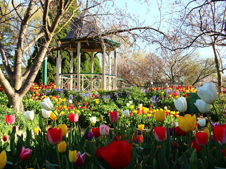 Tulip Time Festival | NSW Holidays & Accommodation, Things to Do