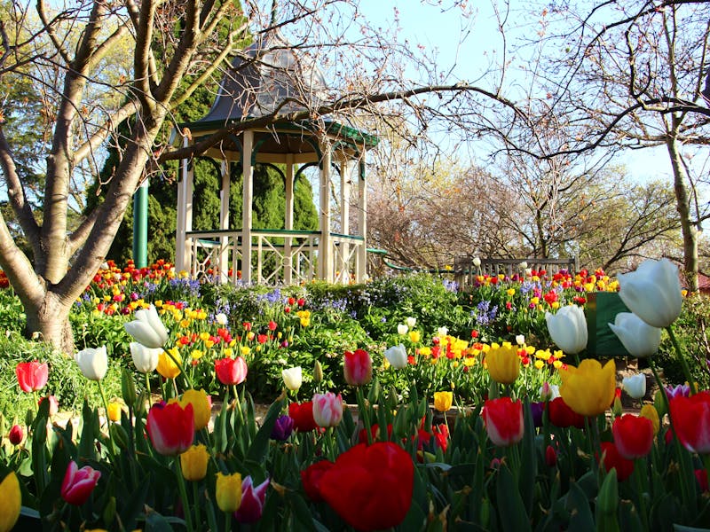 tulip time festival sydney