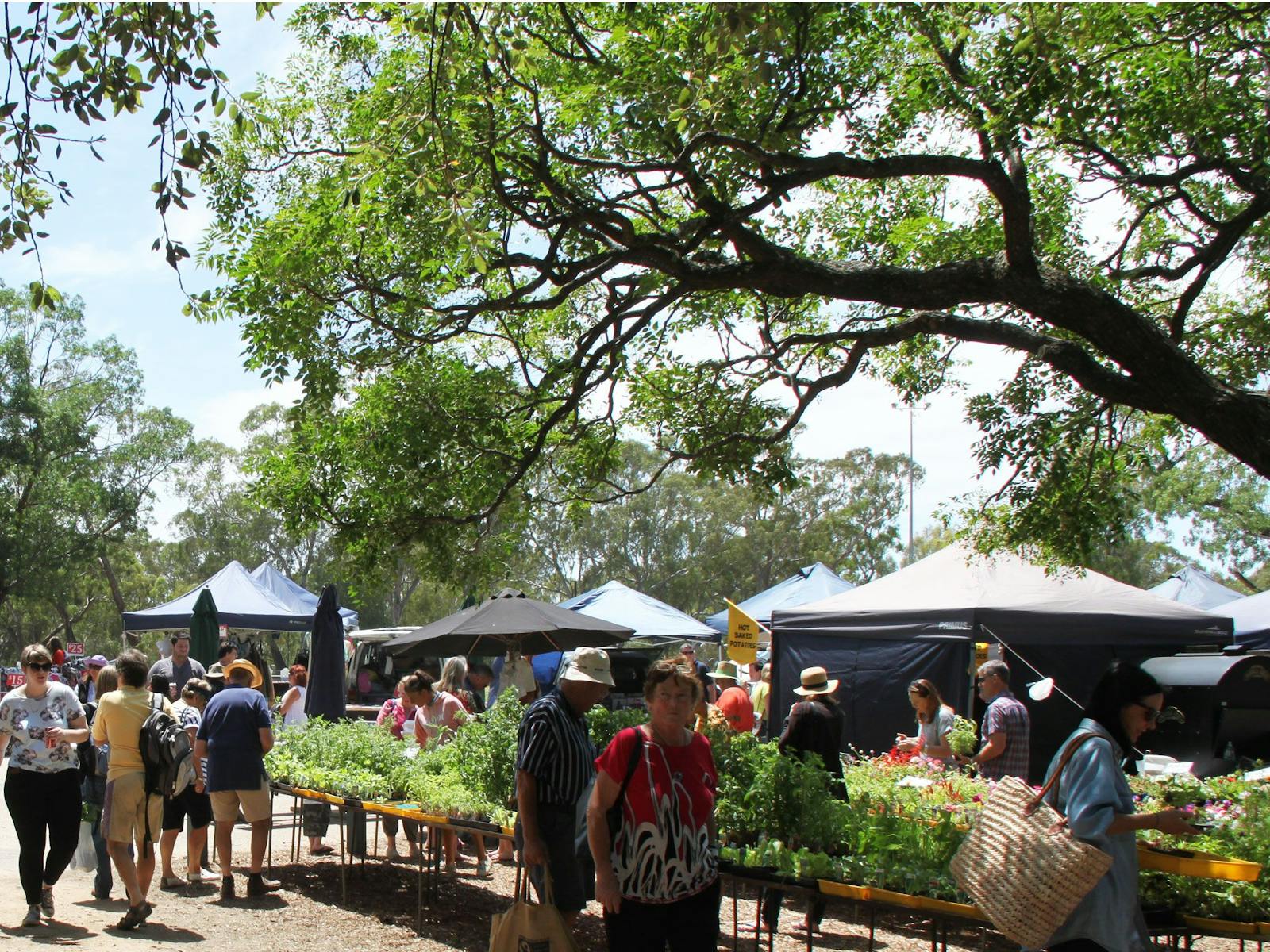 plants at the Violet Town Market