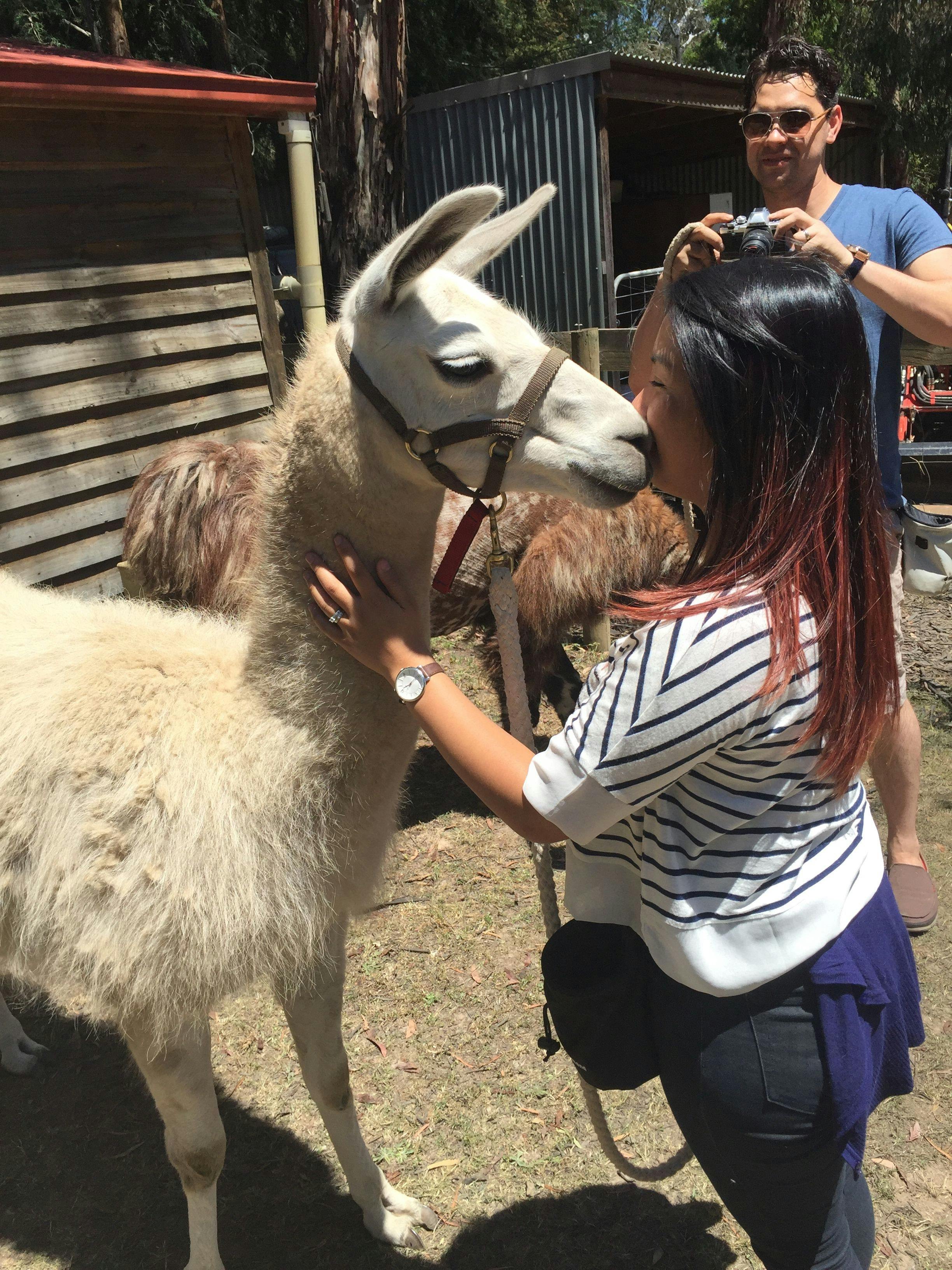 Llama Meet & Greet