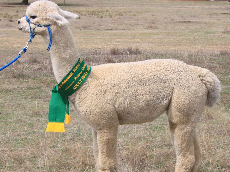 Marchmont Park Alpacas