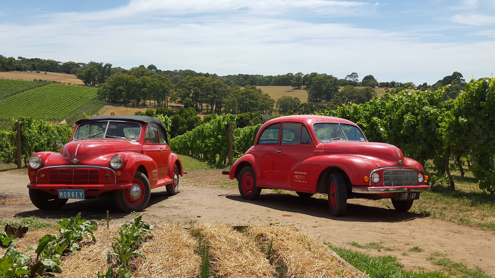 Montalto Winery Mornington Peninsula