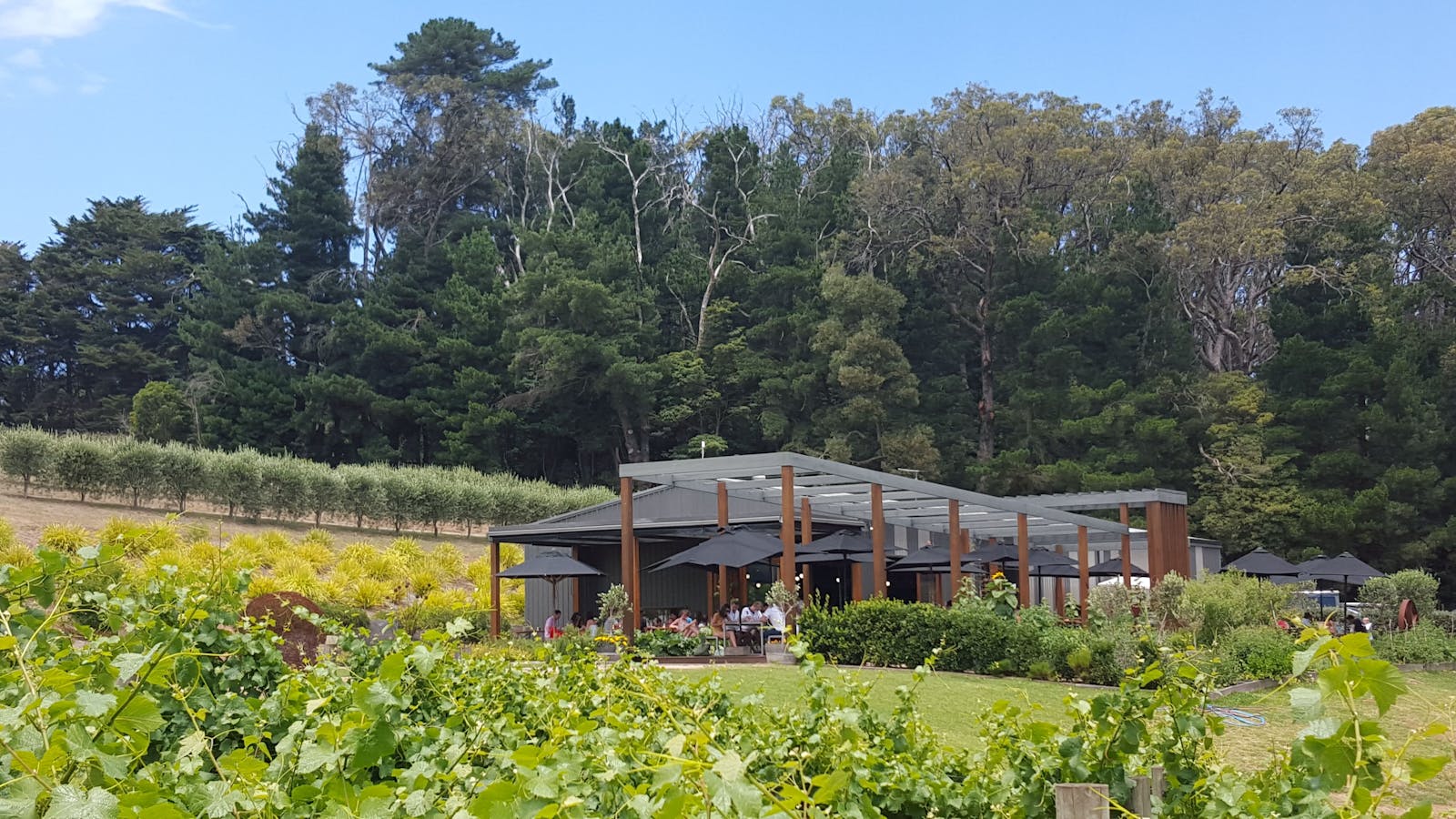 Green Olive at Red Hill