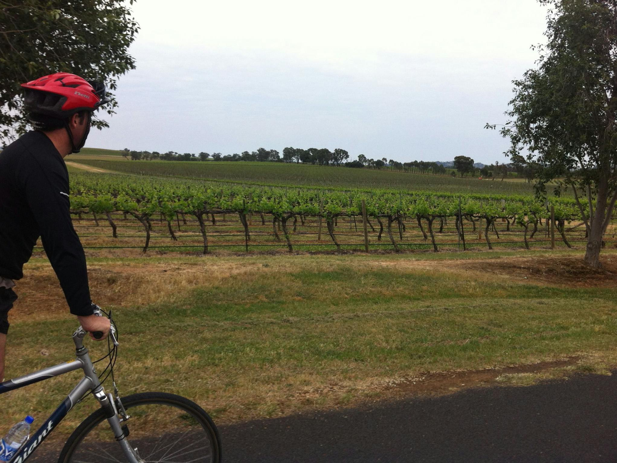 Tour de Vines