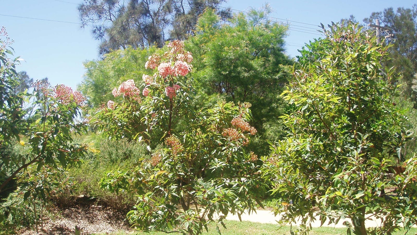Sensory Gardens