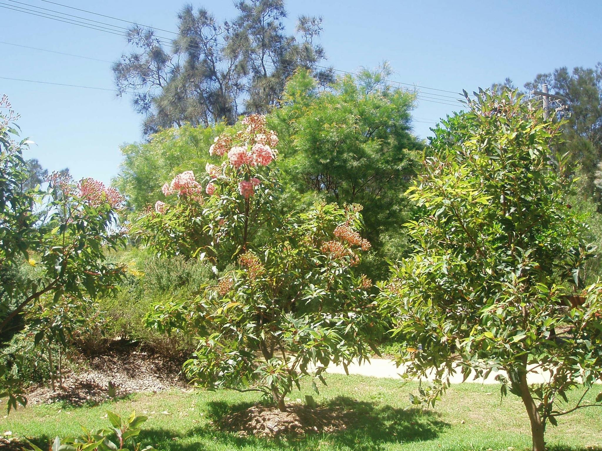 Sensory Gardens