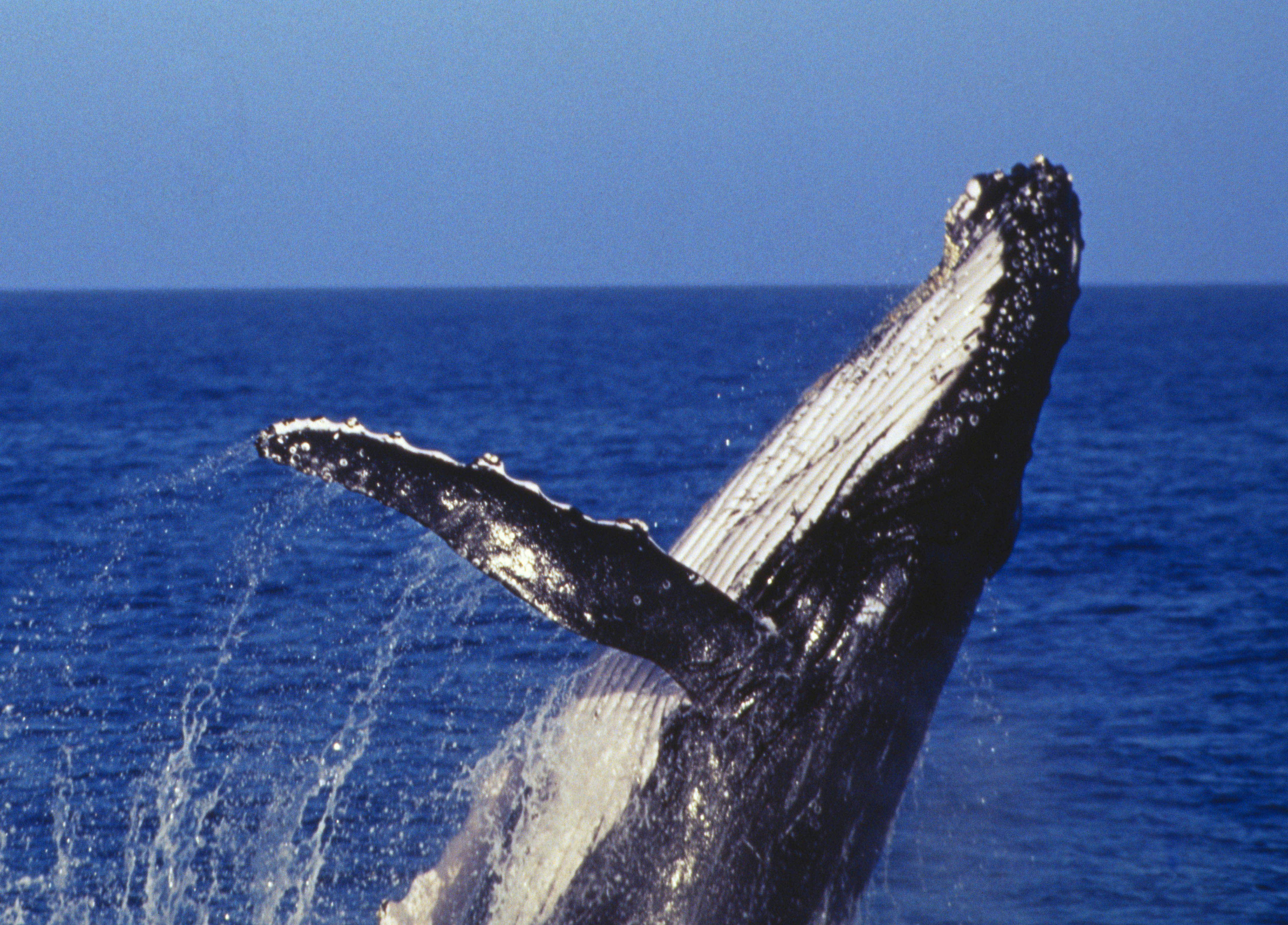 Captain Cook Cruises