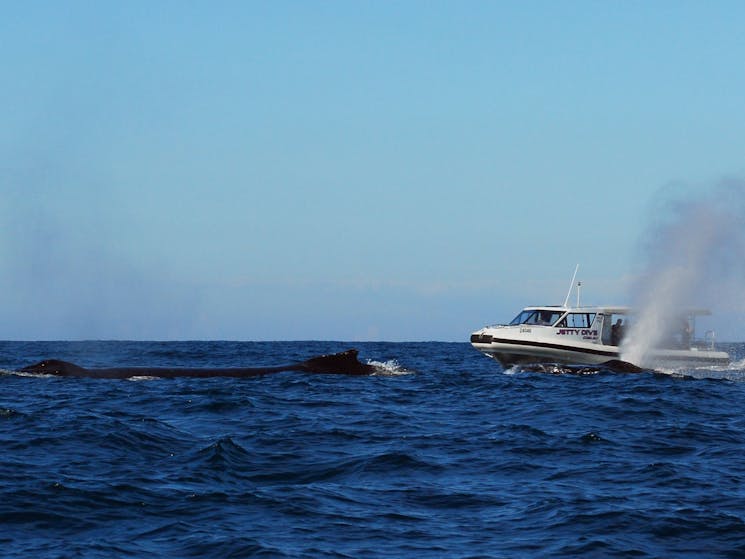 Jetty Dive Centre