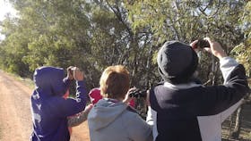 Annual Koala Count 
