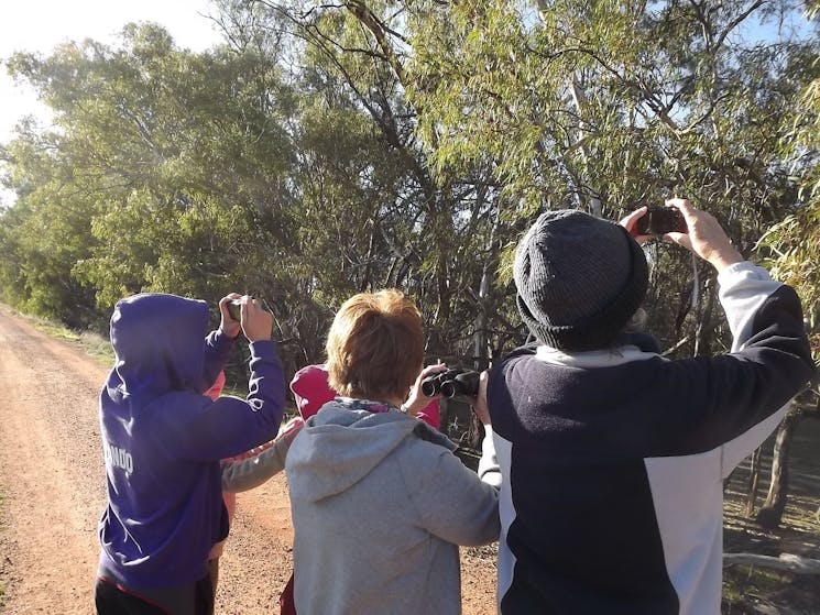 Annual Koala Count 