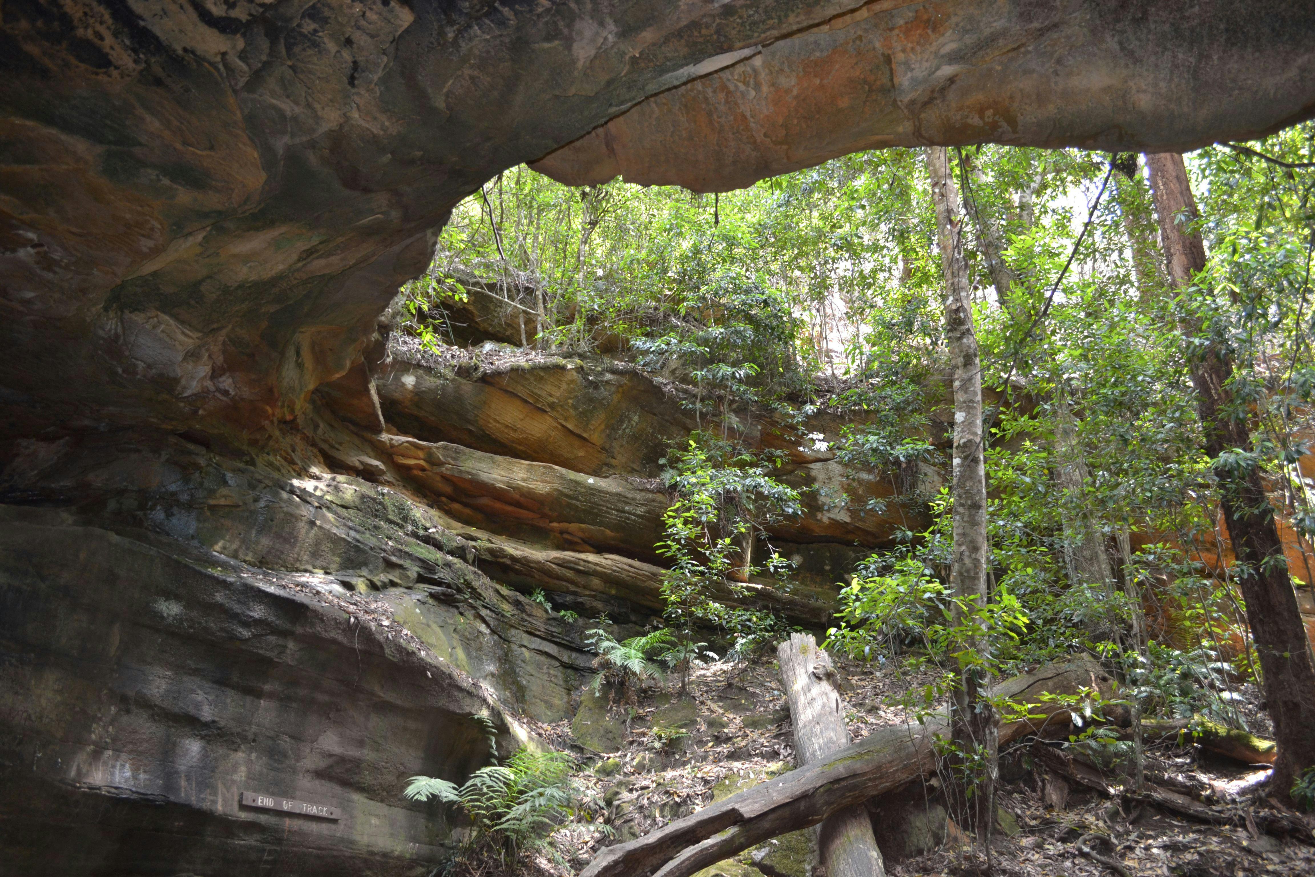 Cave Creek Walking Track NSW Holidays & Things to Do