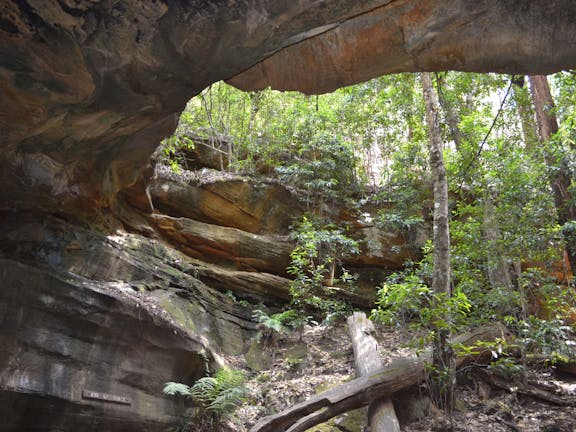 Cave Creek Walking Track - CURRENTLY CLOSED