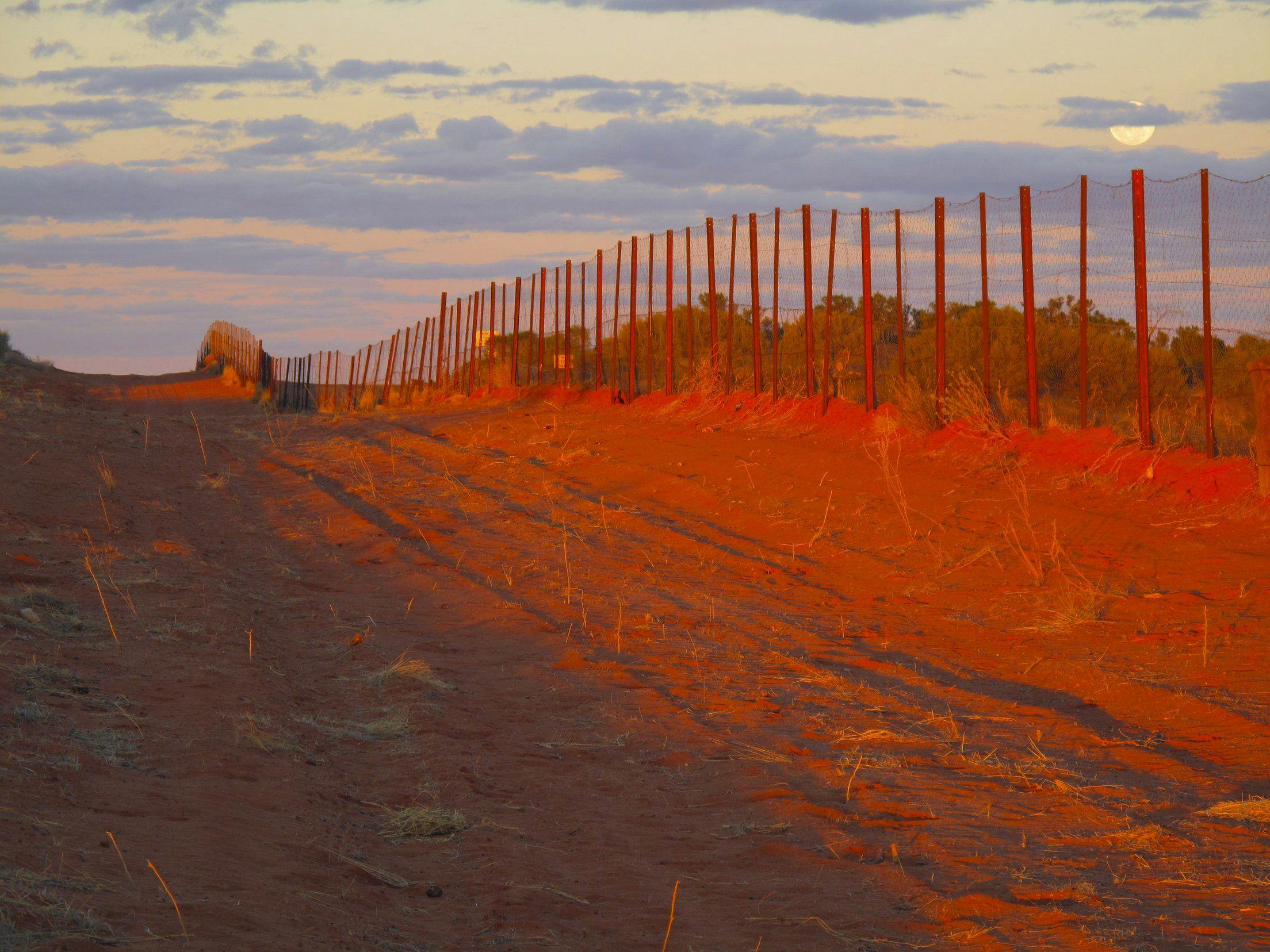 The Dingo Fence