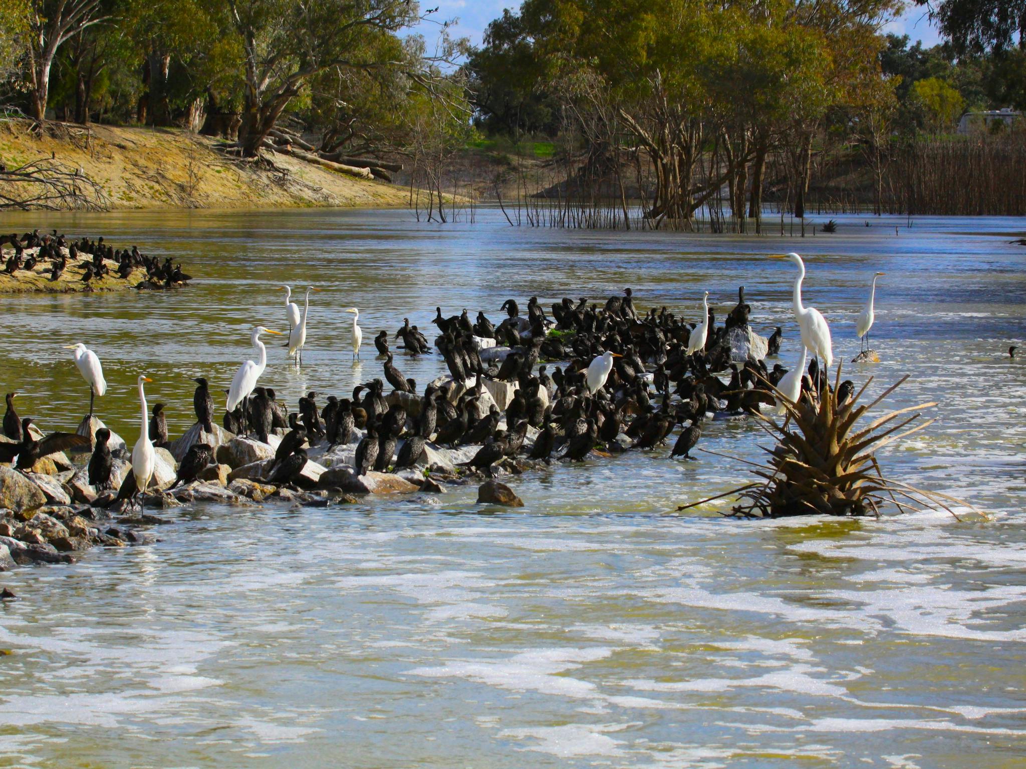 Menindee Birdlife