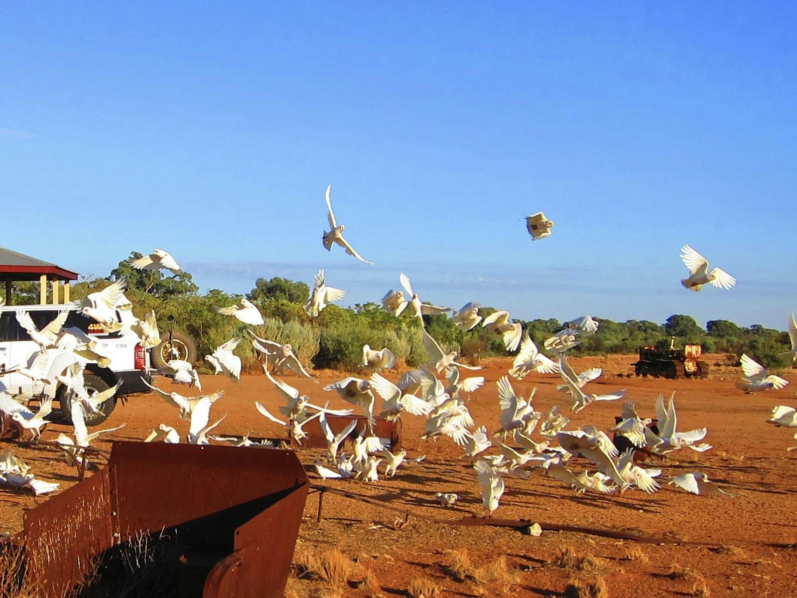 Birdlife at Eldee