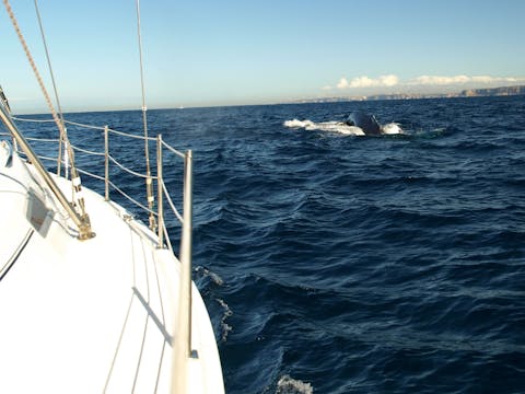 Whale Watching by Sail
