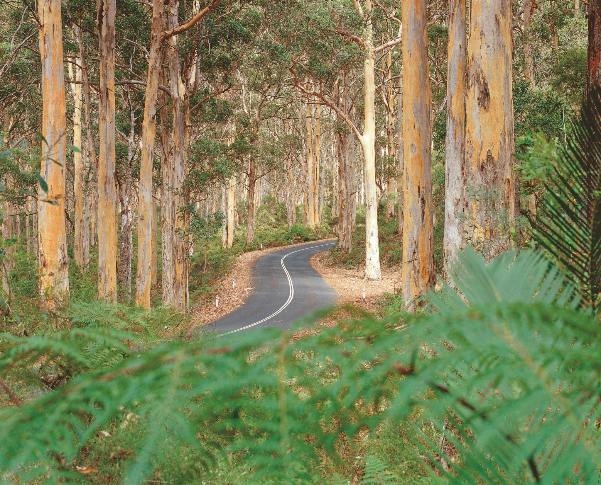 Boranup Karri Forest